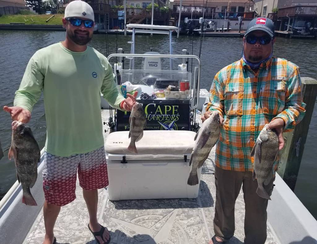 Four black drum fish caught in TX