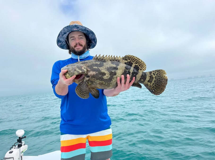 Large Goliath Grouper caught while fishing in Naples FL waters