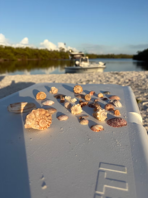 Naples boat tour through 10,000 Islands mangroves with shelling opportunities and wildlife viewing
