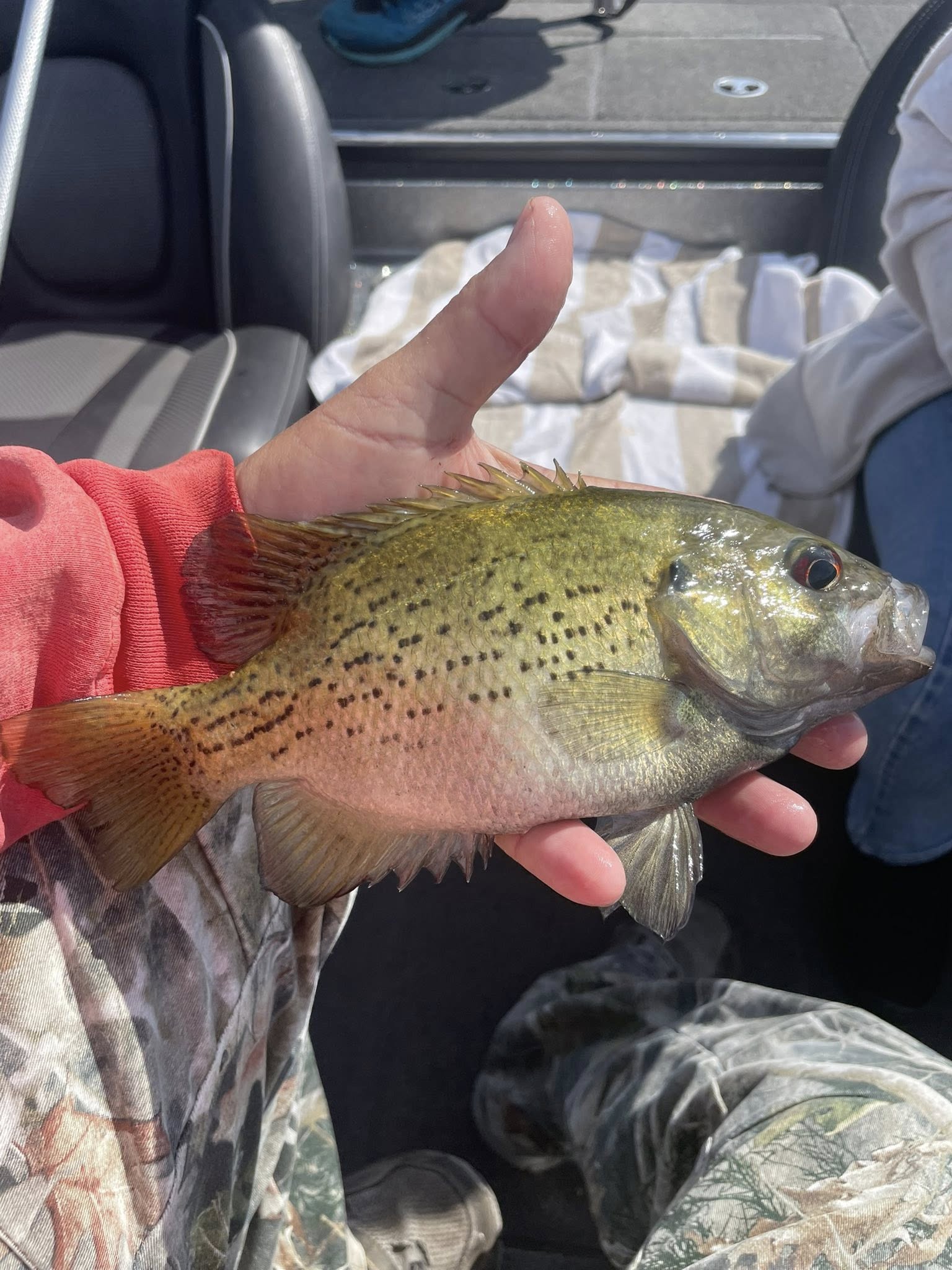 Freshwater fish with spotted pattern held in hand during fishing trip in Branson MO