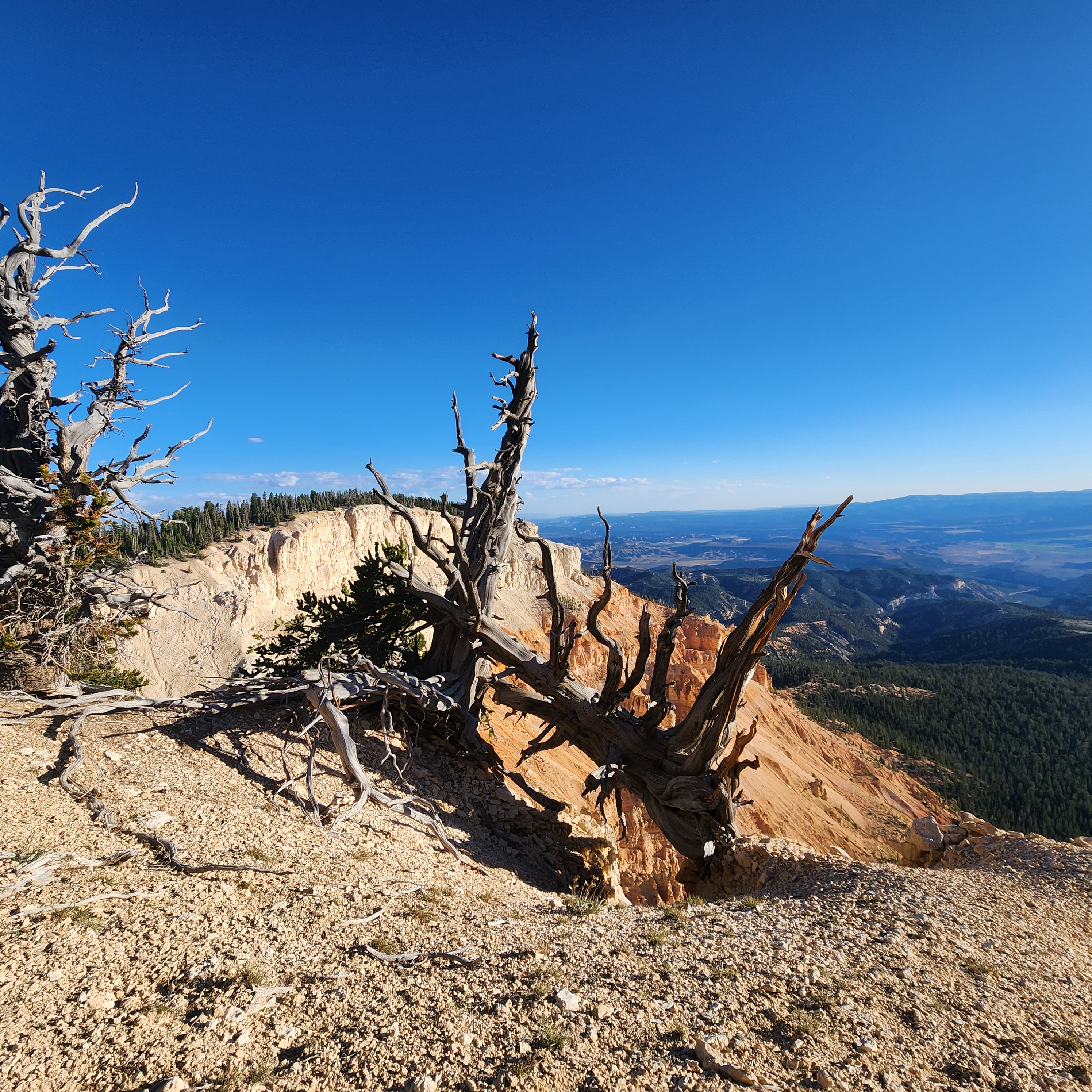 Ancient weathered trees overlooking colorful canyon formations and distant mountains near Panguitch Utah