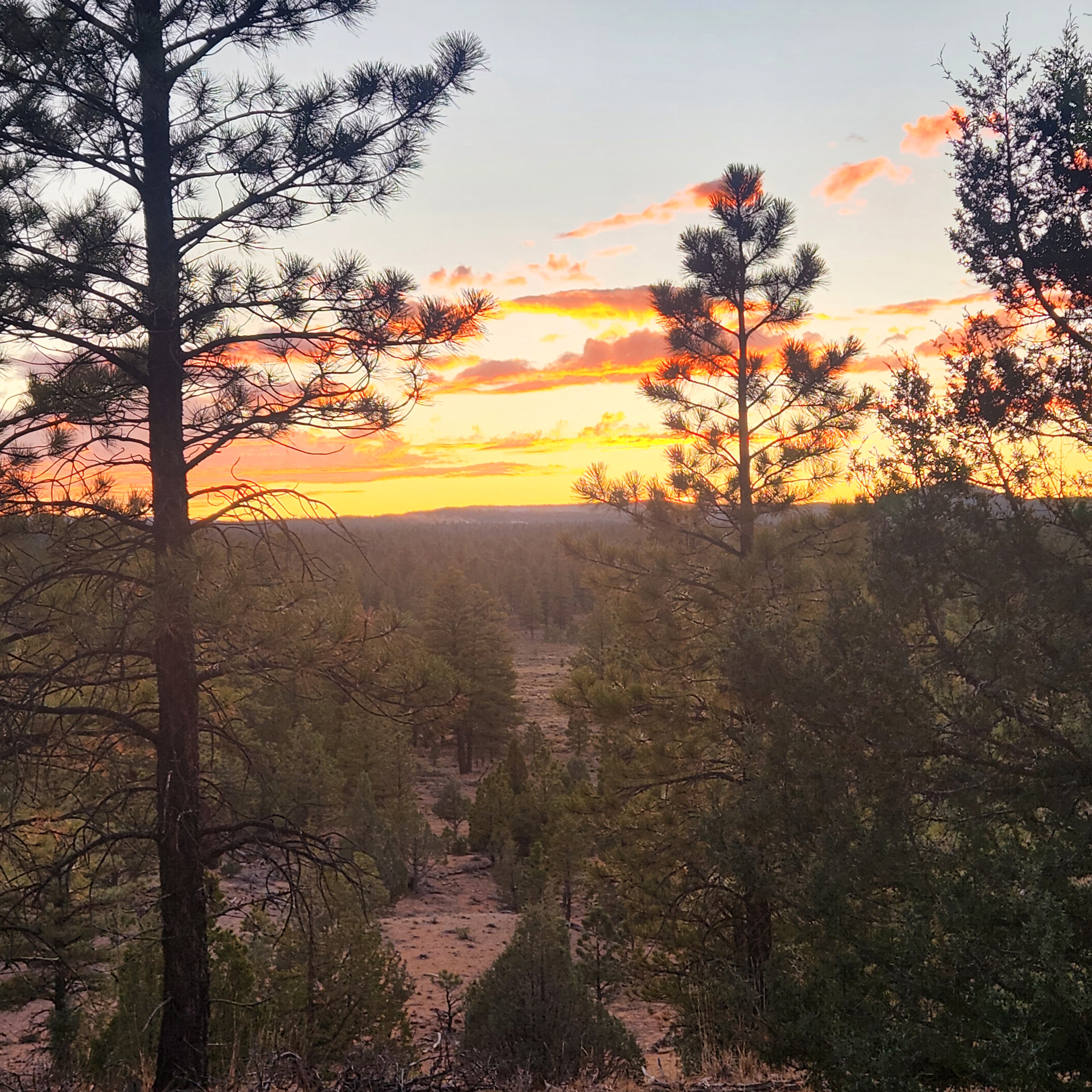 Sunset view over desert landscape with pine trees and winding trail in Panguitch Utah