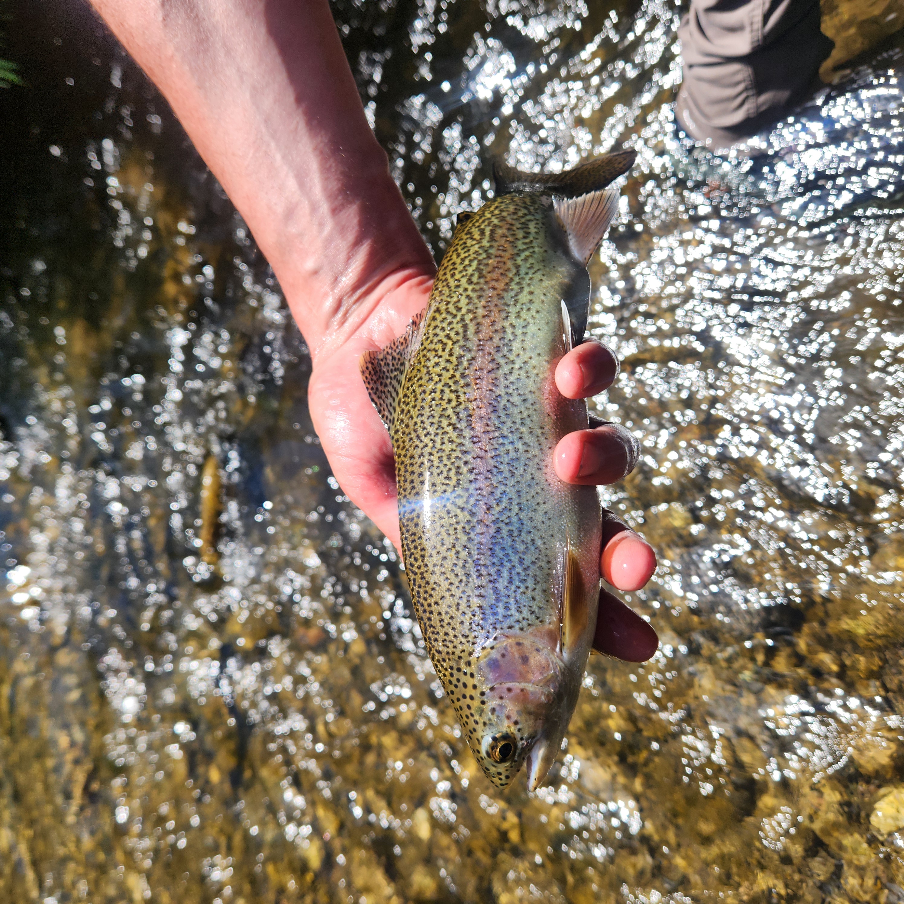 Rainbow trout caught while fishing in Panguitch UT being held over clear water