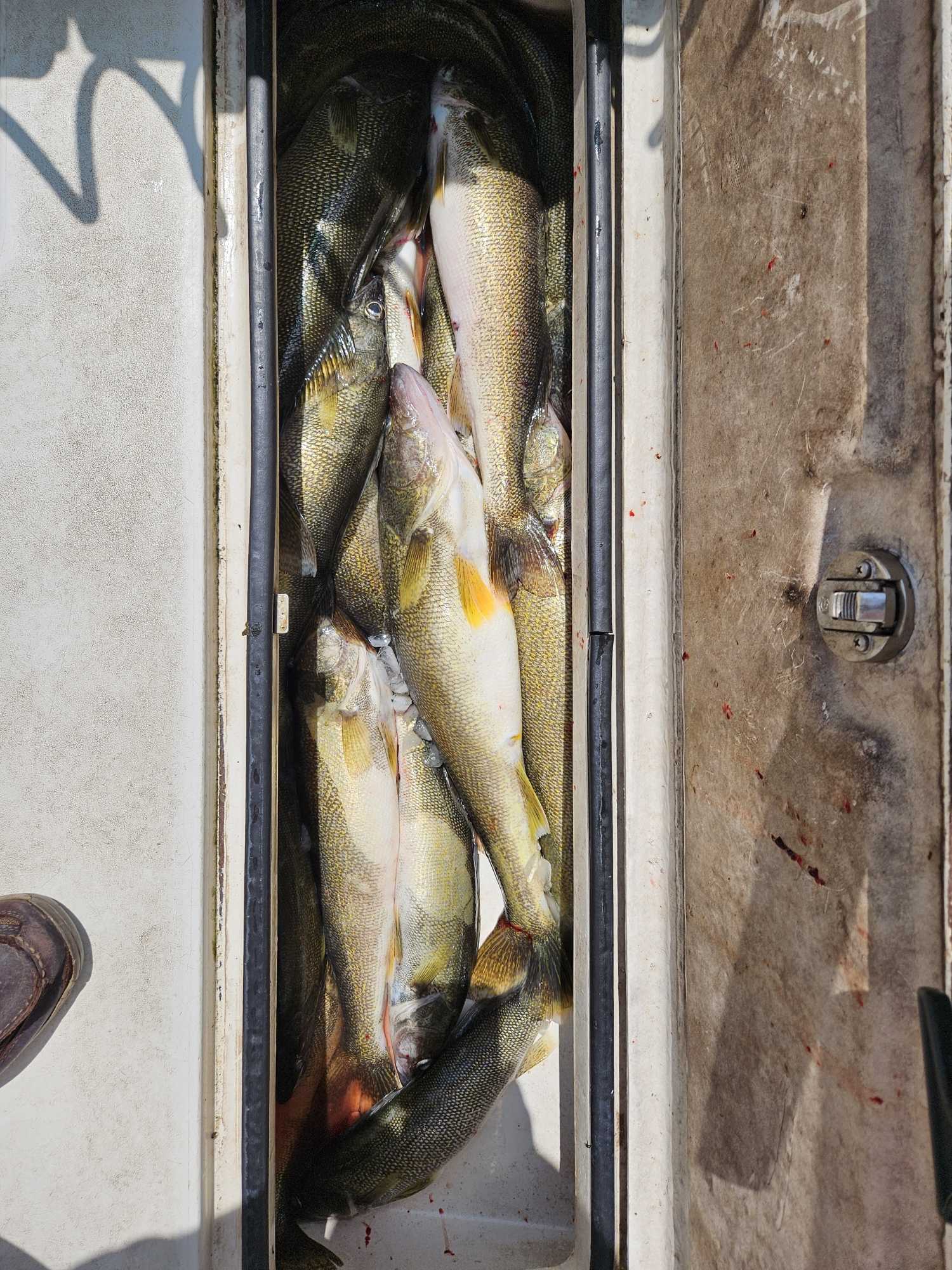 Fresh caught walleye fish in boat cooler from Dunkirk NY fishing trip