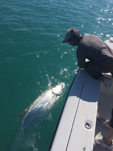 Tarpon fish caught in FL