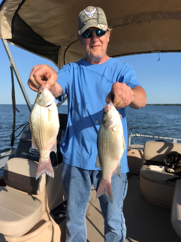 Two white bass and wiper (hybrid striped bass) fish caught in TX