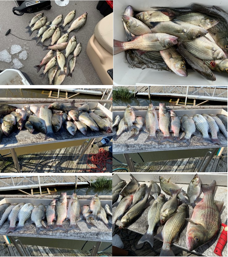 9 bluefish caught while fishing in TX