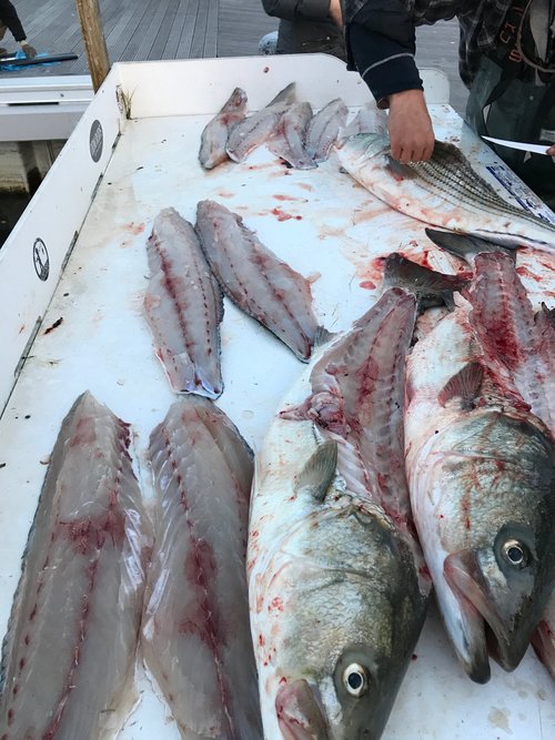 Two fish caught in New York