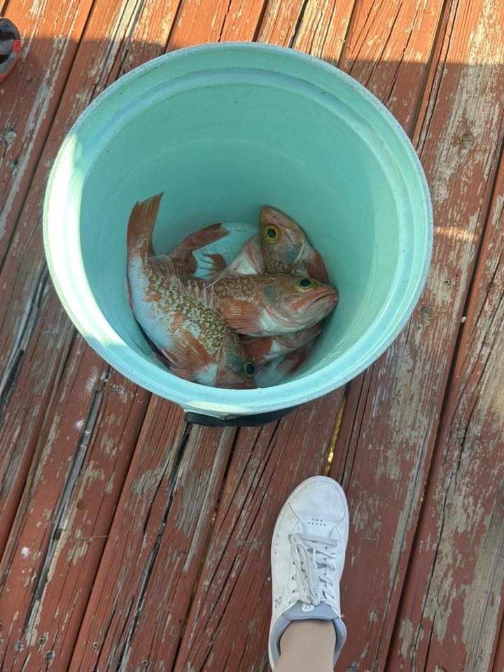 Fresh caught fish in green bucket on wooden dock in Pompano Beach FL