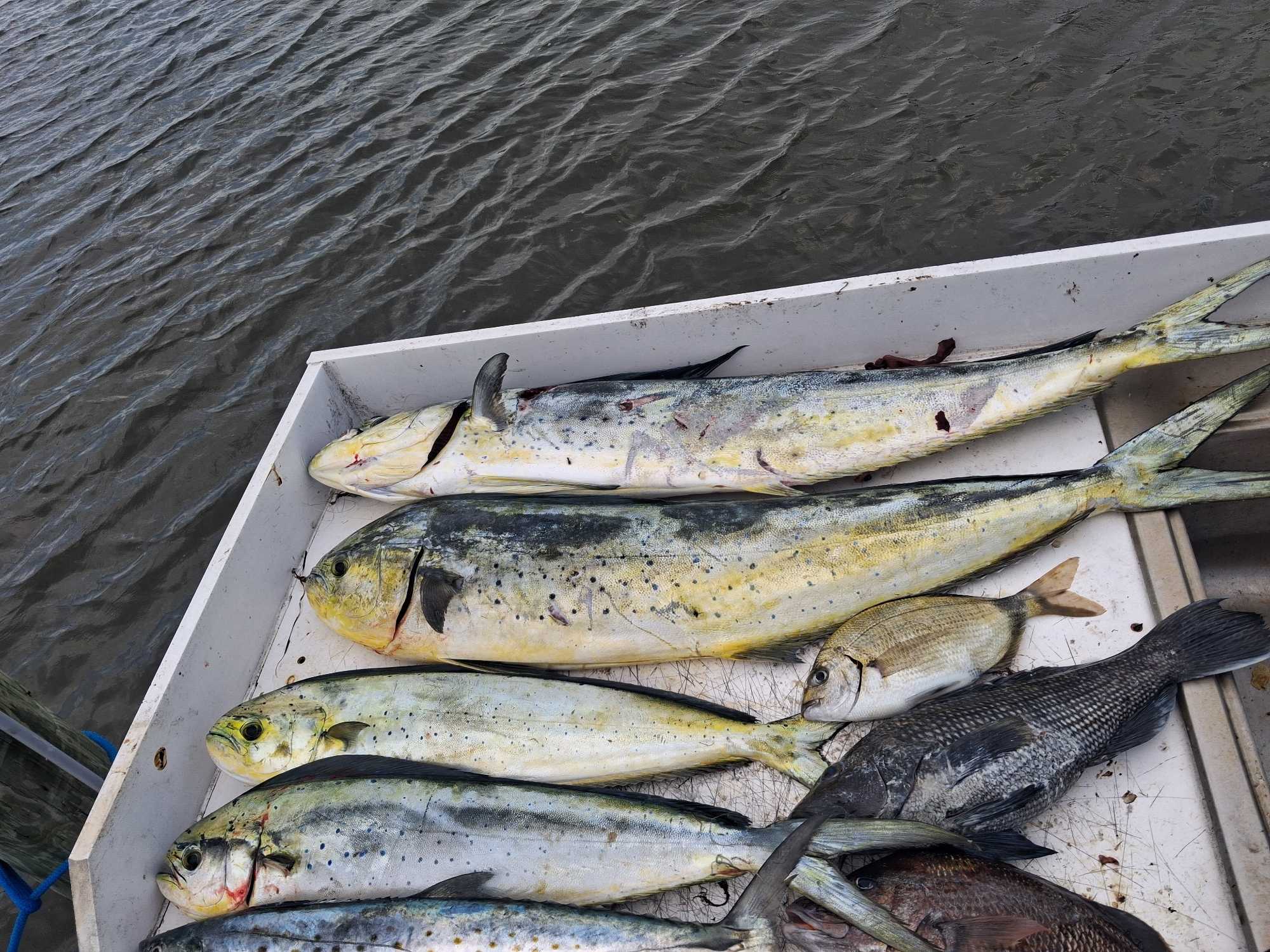 Fresh caught mahi mahi and mixed fish species displayed in cooler box after successful fishing trip in Sneads Ferry NC
