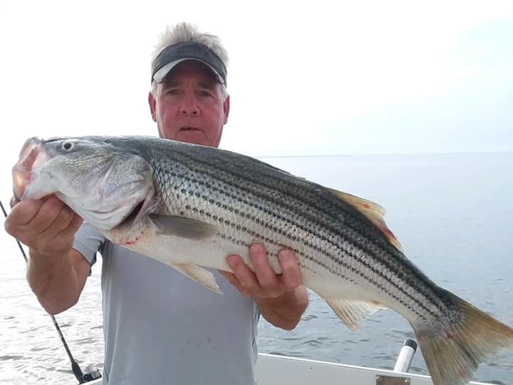 A striped bass caught in Stevensville
