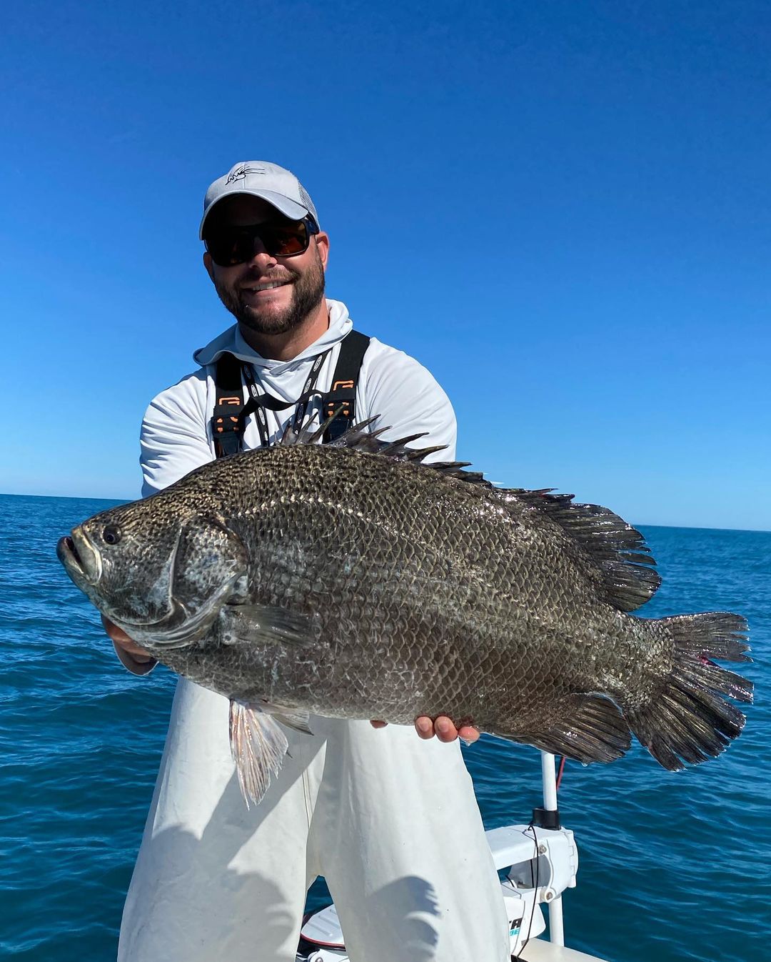 Tripletail fish caught by angler in Clearwater