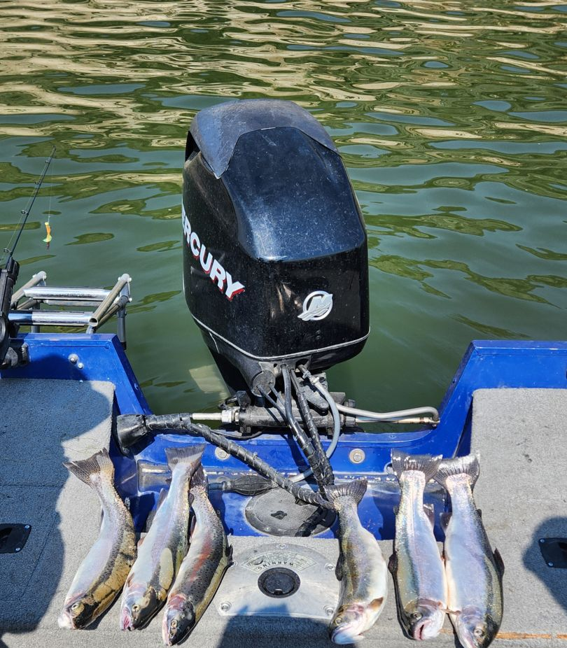 Four rainbow trout in a scenic Utah landscape