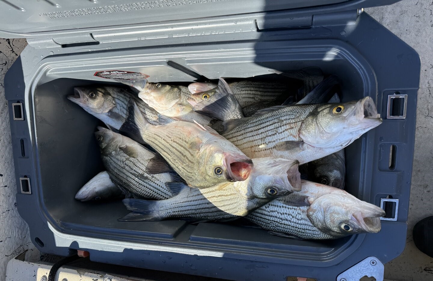 Fresh caught striped bass, white bass, and yellow bass in cooler from Grand Island FL fishing trip