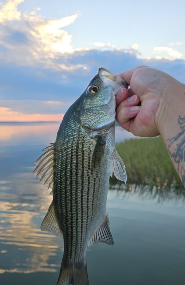 Striped bass caught fishing in Grand Island FL at sunset