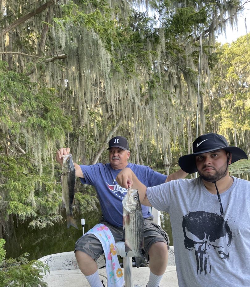 Two striped bass caught fishing in Grand Island FL with Spanish moss trees in background