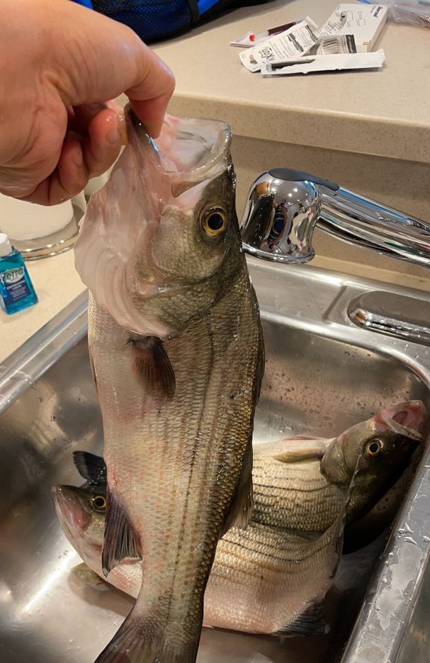 White bass being held over kitchen sink in Grand Island FL after fishing trip