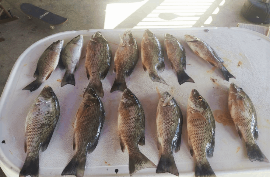 13 grey snapper fish caught while fishing in Florida