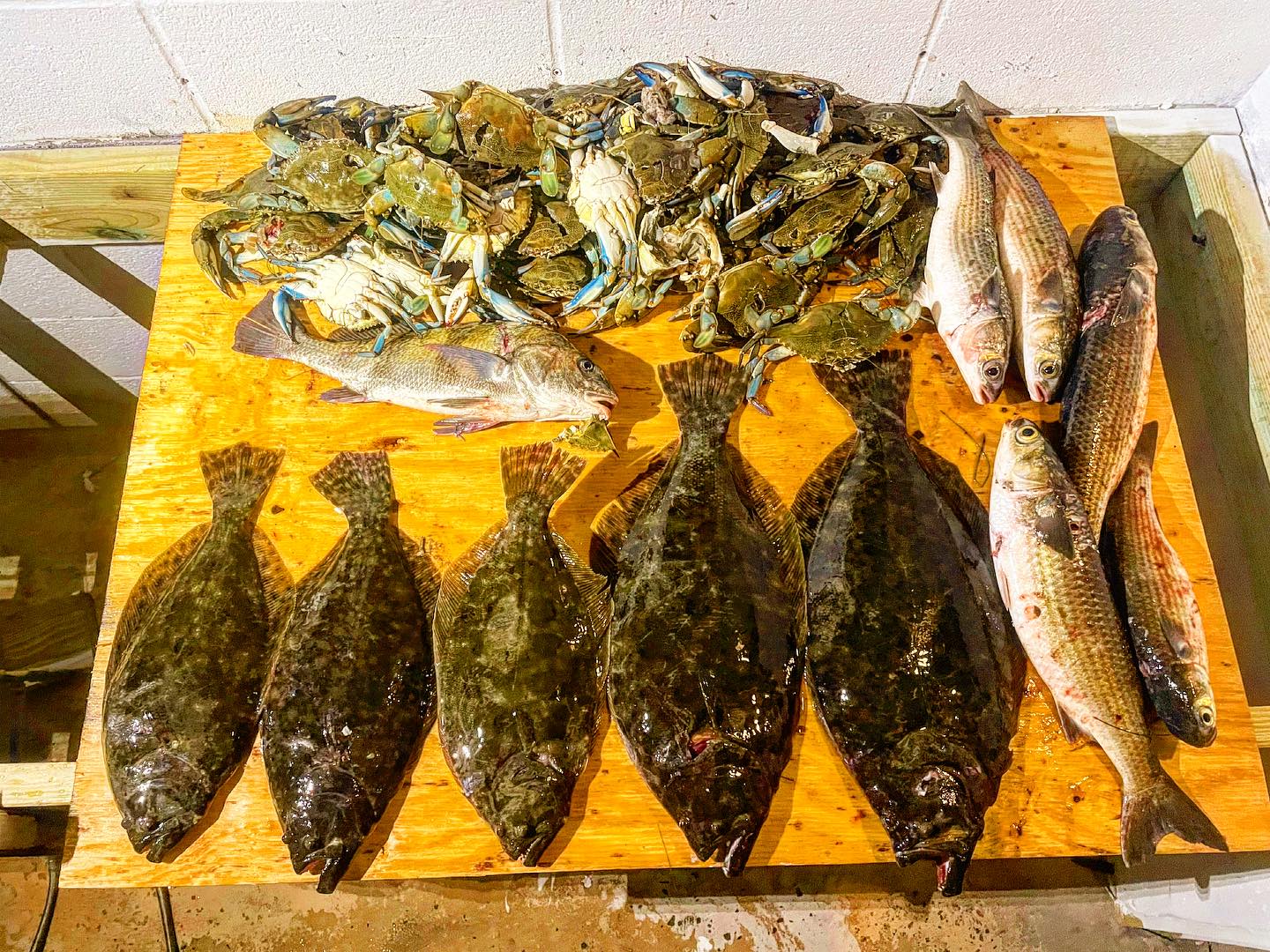 Image of 9 black drum and southern flounder fish caught in TX