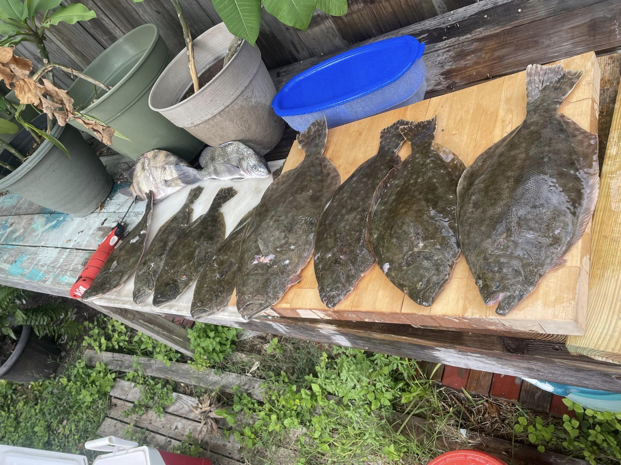 4 European and Southern flounder fish caught in TX