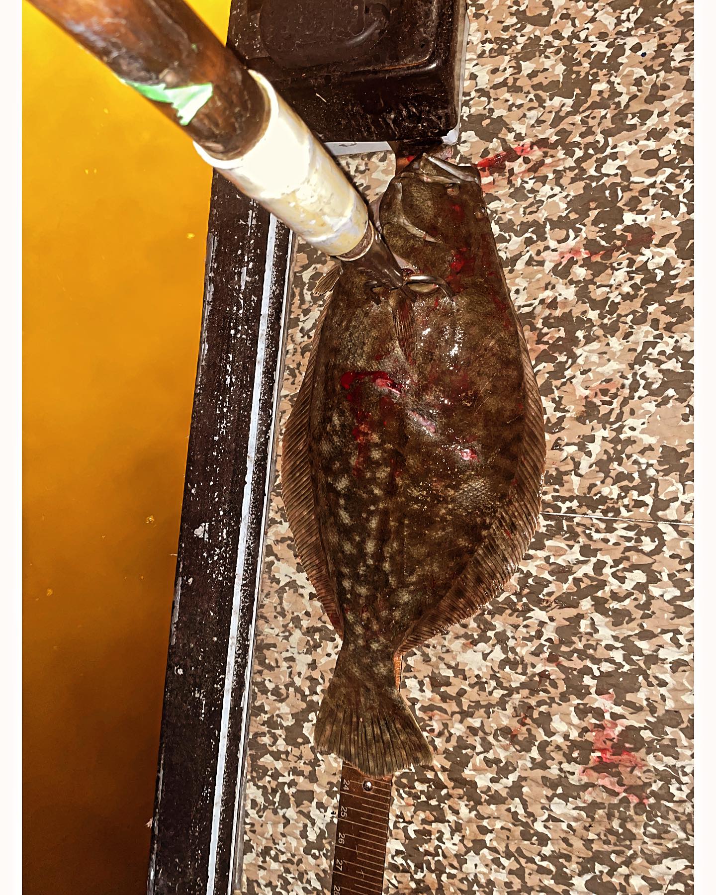 Summer Flounder caught while fishing in TX