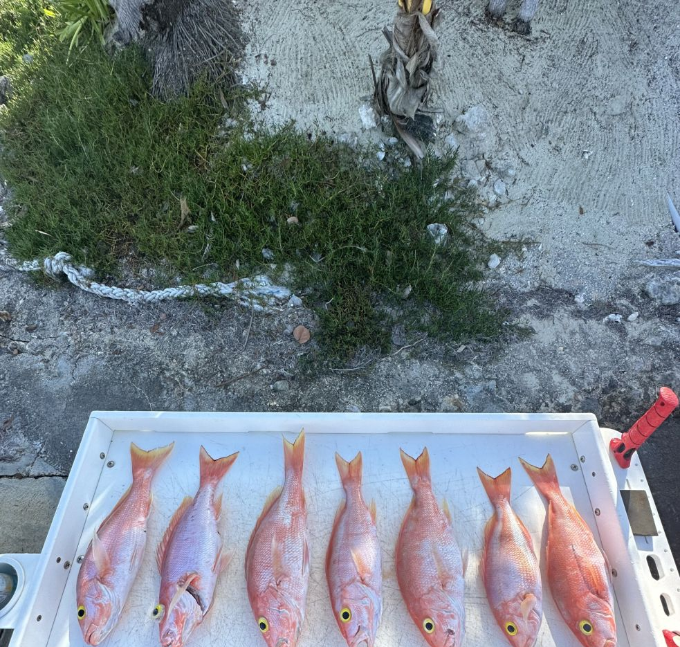 6 fish caught during a cruises, fishing, and water sports adventure in Homestead