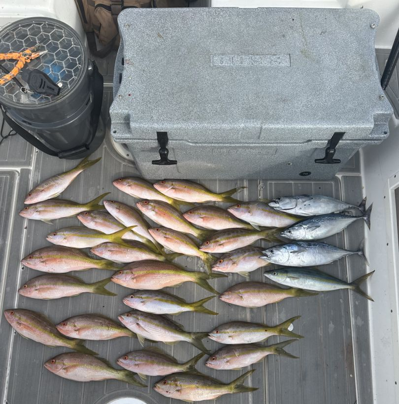 20 Atlantic Bonito fish swimming in the water at Homestead