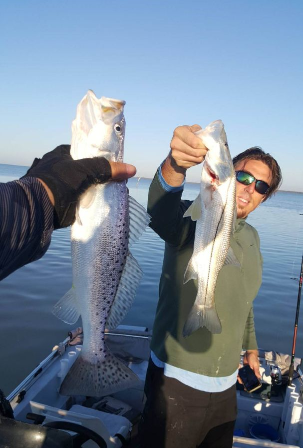 Three spotted weakfish, 23 inches long, caught during fishing in Homestead
