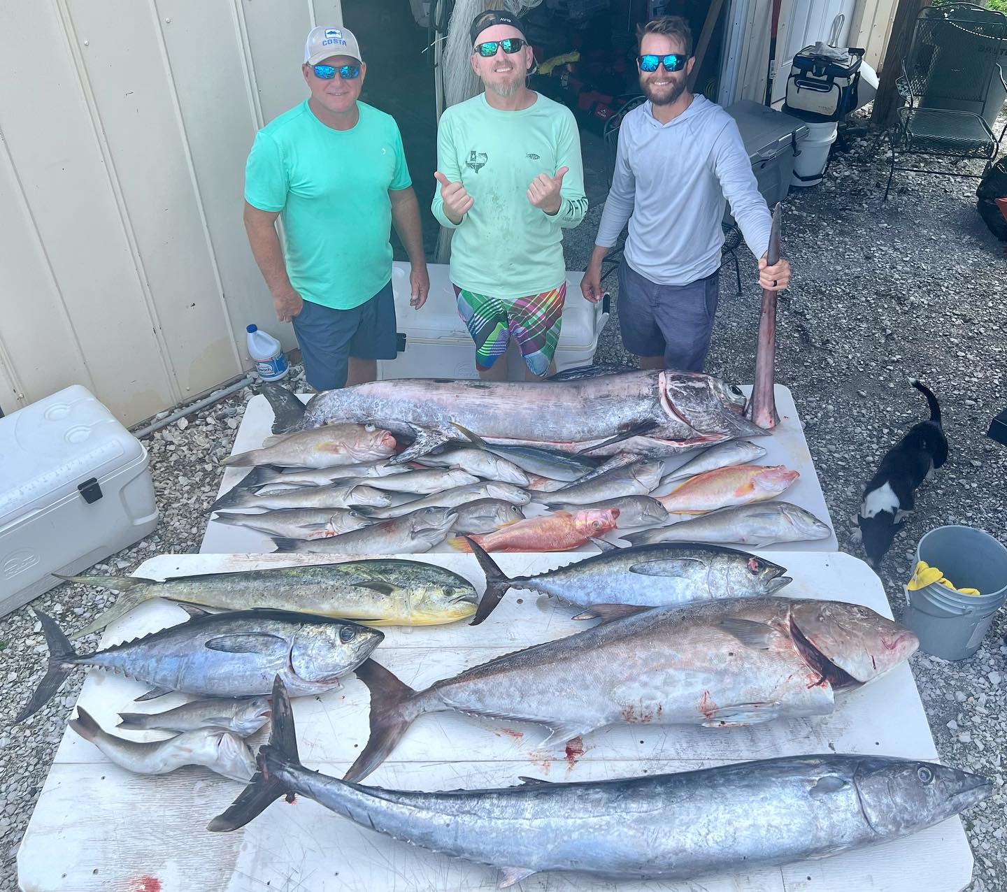 7 king mackerel, little tunny, burbot, and little tunny fish caught in Bradenton