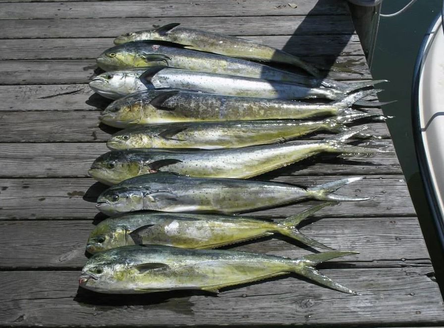 5 fish caught at Southern Shores