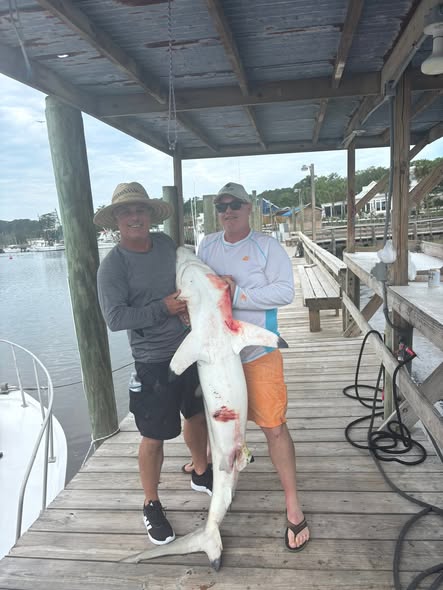 Large shark caught during fishing trip in Calabash NC displayed on wooden dock