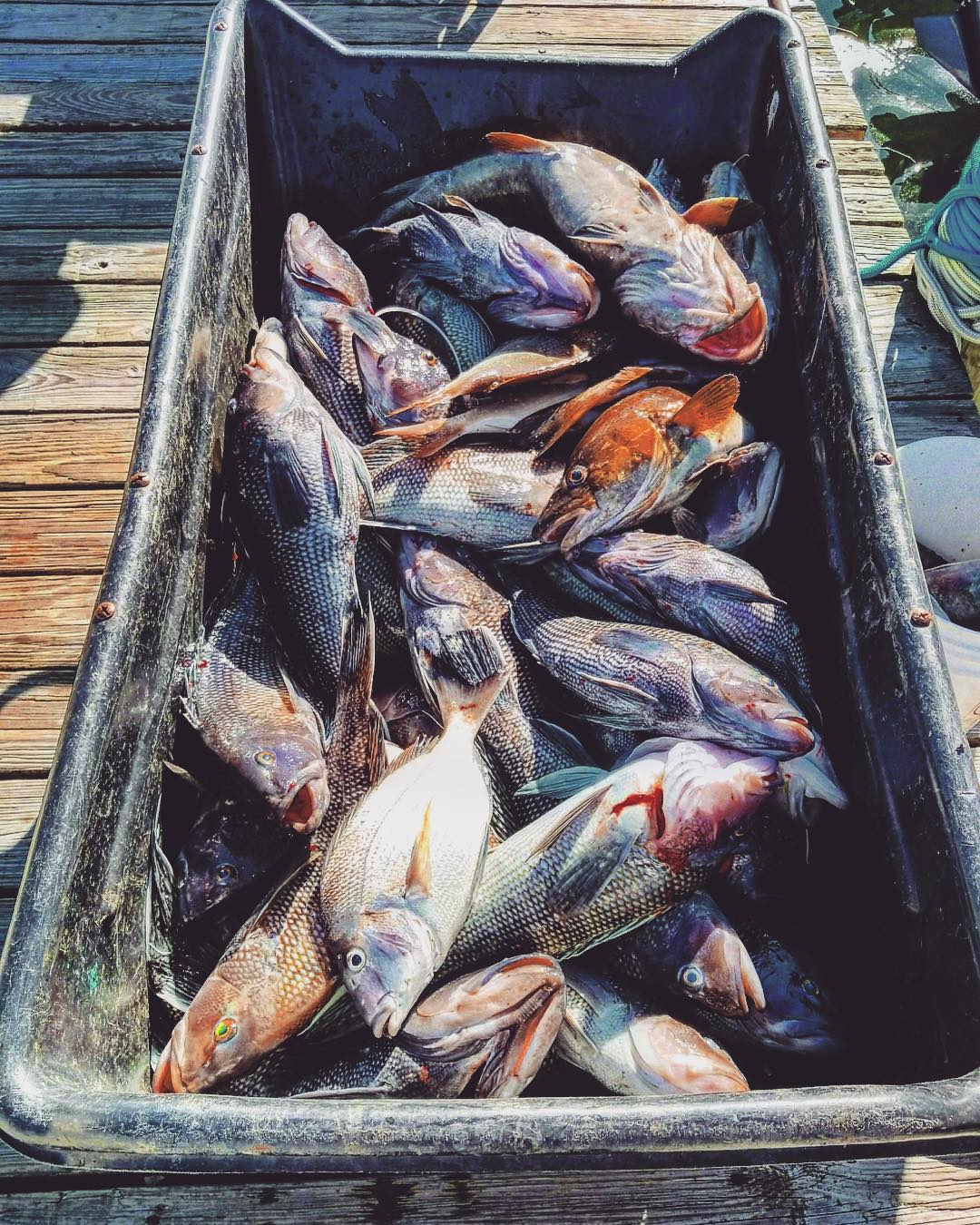4 sea bass caught in NY