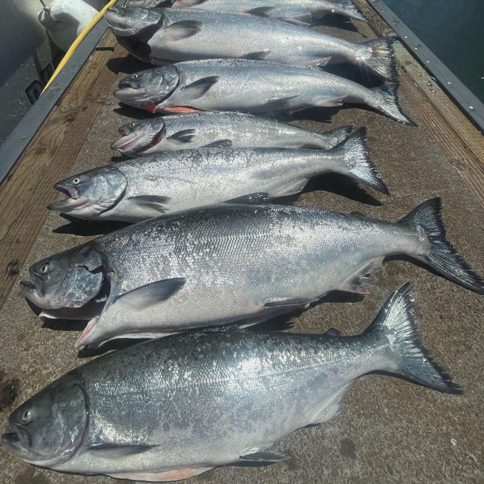 5 coho and chinook salmon caught while fishing in Richmond