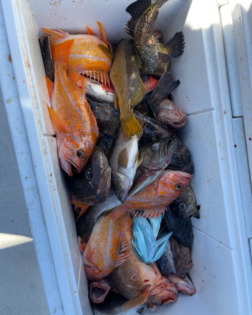 3 fish caught while fishing in Richmond