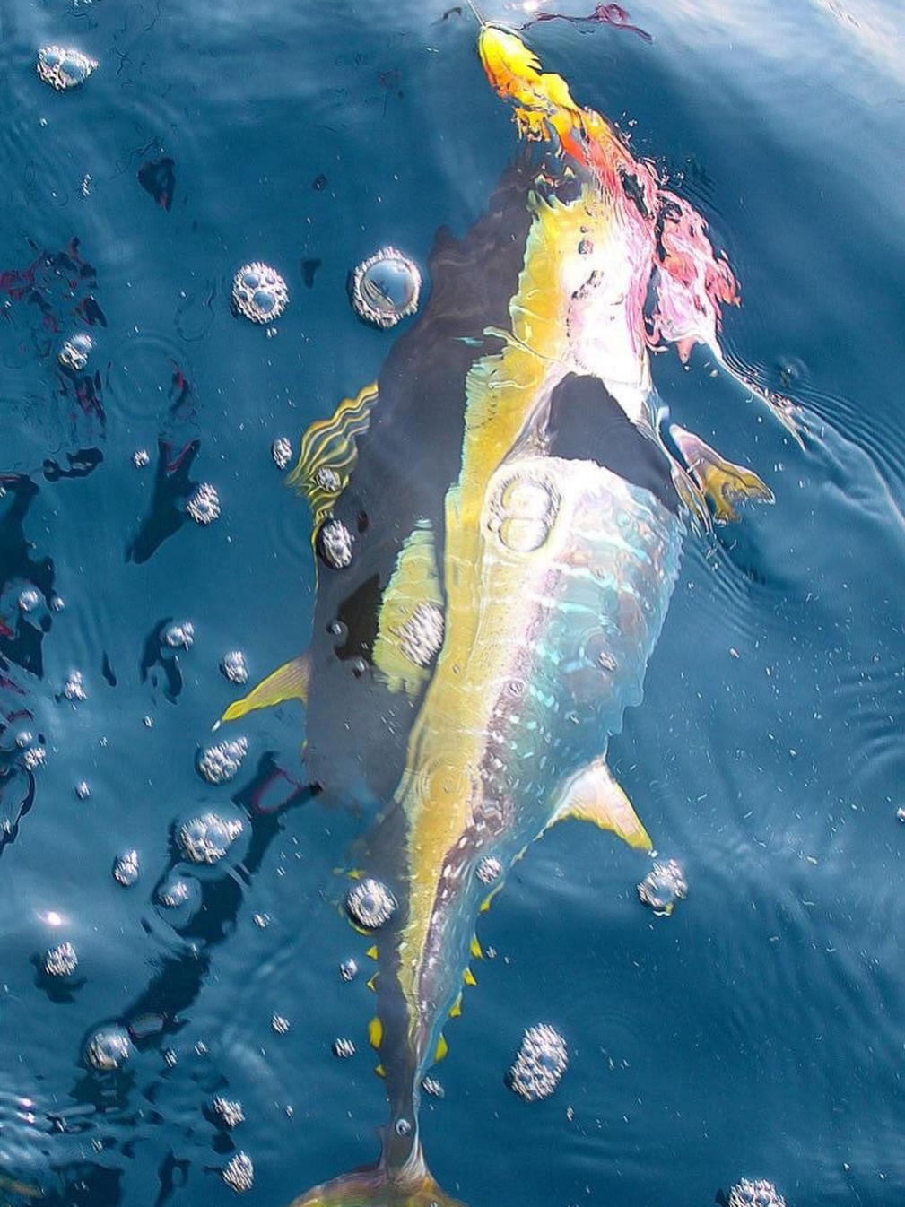 Yellowfin tuna caught while fishing in Grant-Valkaria FL waters surrounded by jellyfish