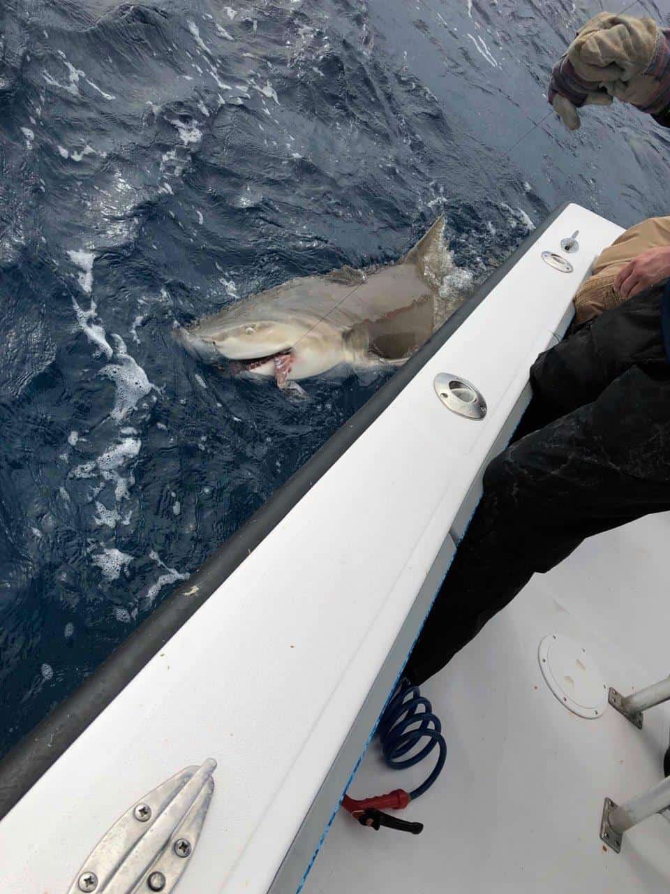 One fishing catch in FL