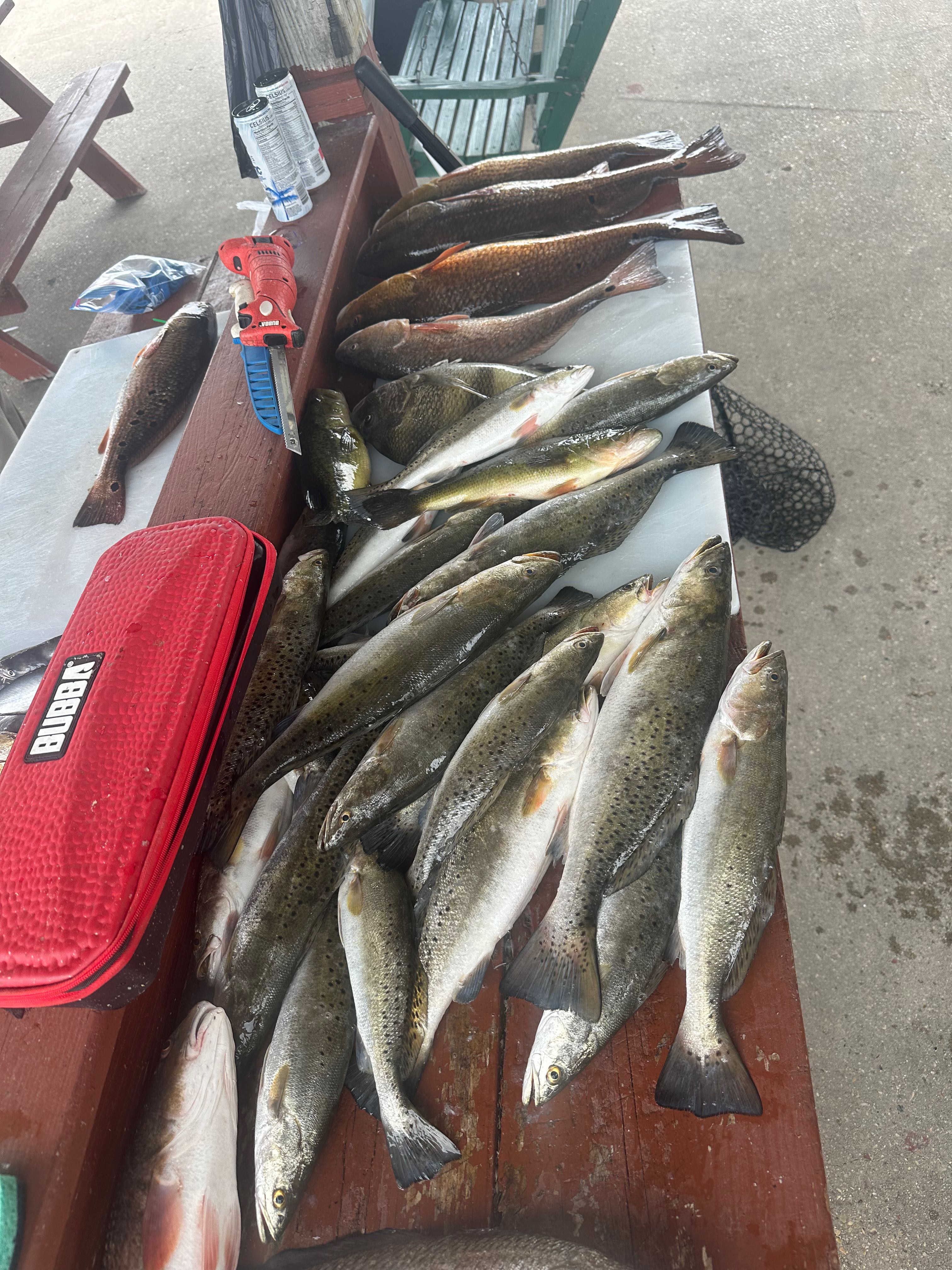 Fresh caught speckled trout and redfish displayed on wooden cleaning table after successful fishing trip in Hopedale Louisiana