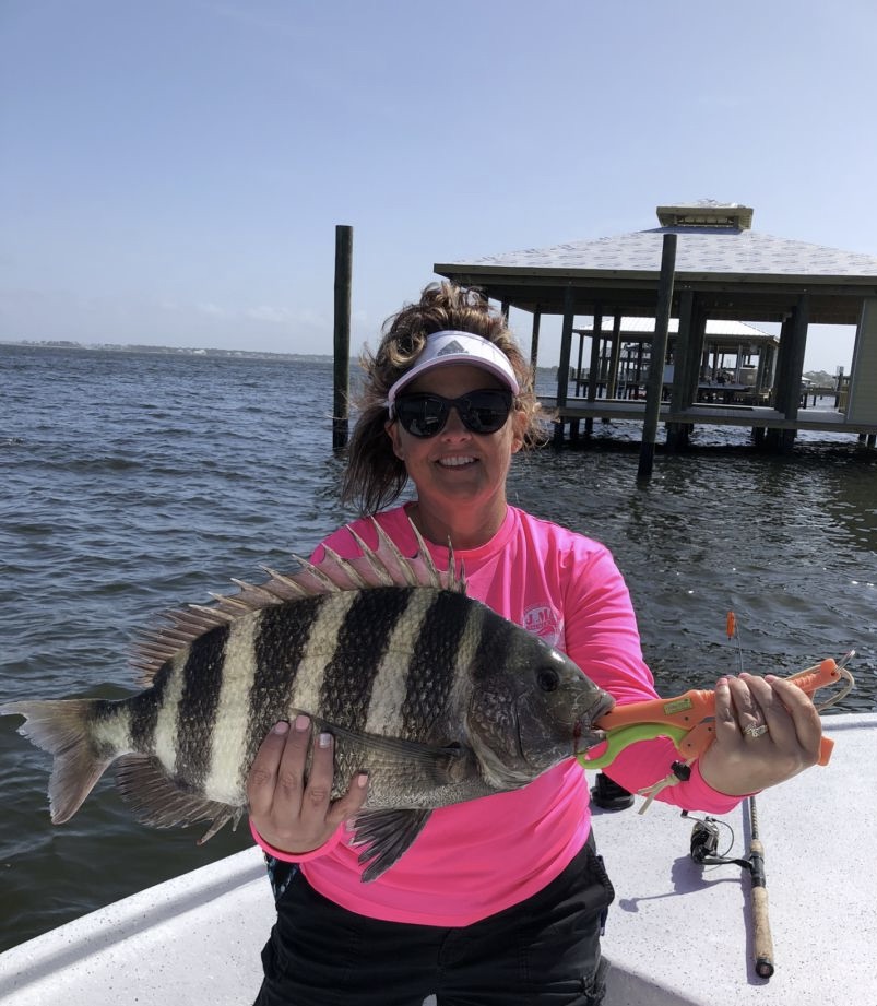 Sheepshead fish caught while fishing in AL