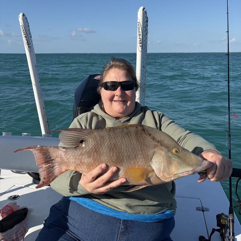 Freshly caught hogfish displayed on fishing boat in Key Largo FL waters
