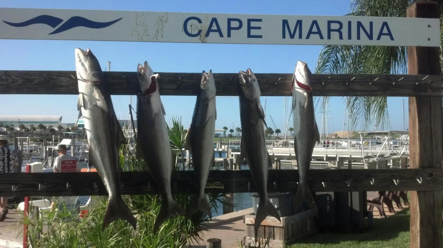 5 great barracuda and bluefish in FL