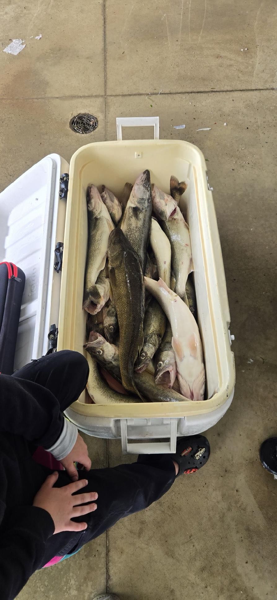 Fresh caught walleye fish in cooler from Spencerville OH fishing trip