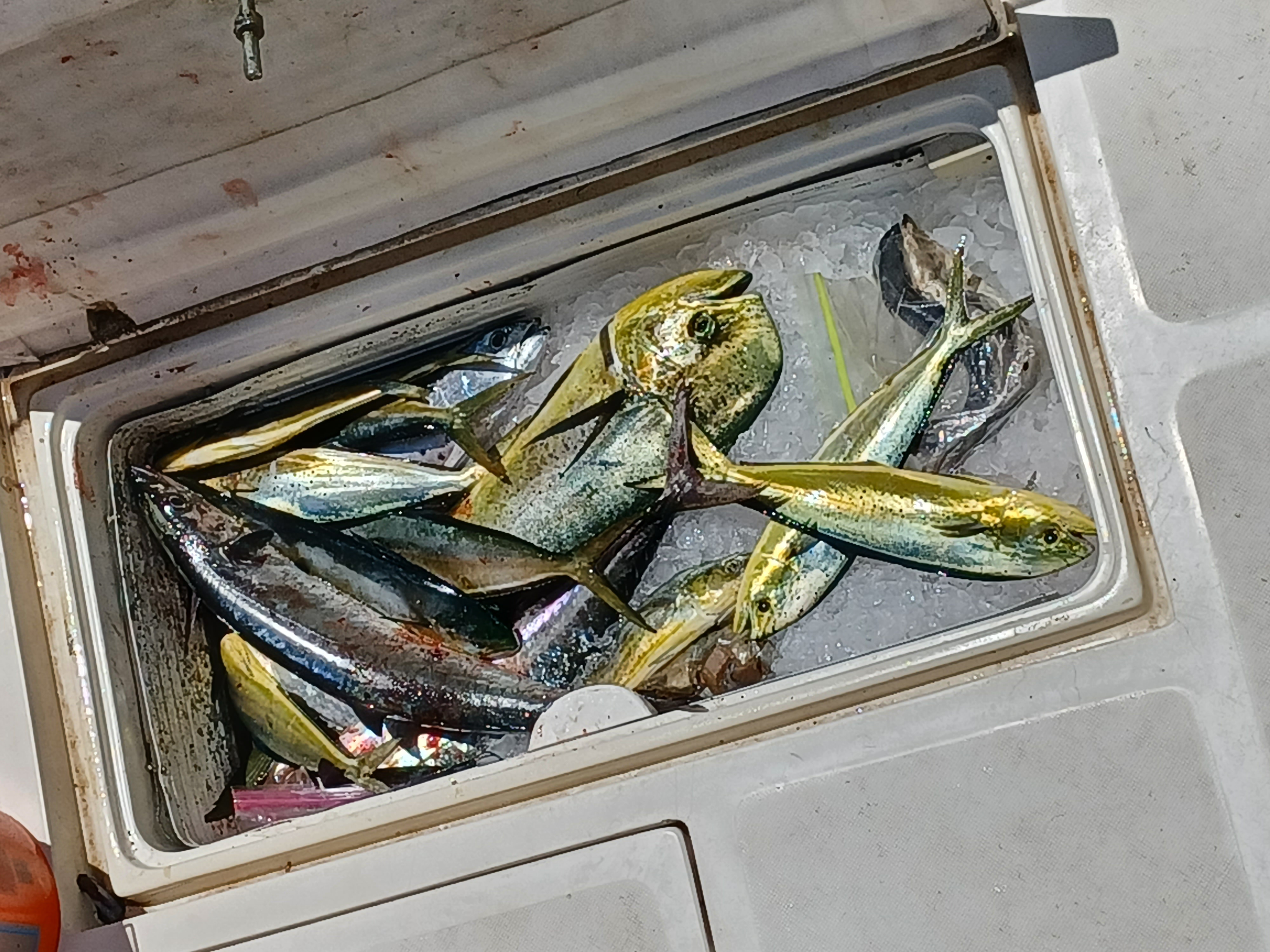 Fresh caught mahi mahi, bigeye scad, and shortnose gar in cooler from Fort Walton Beach FL fishing trip