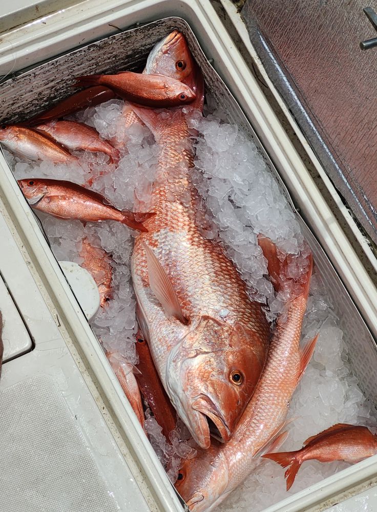 Fresh caught red snapper fish on ice in cooler from fishing trip