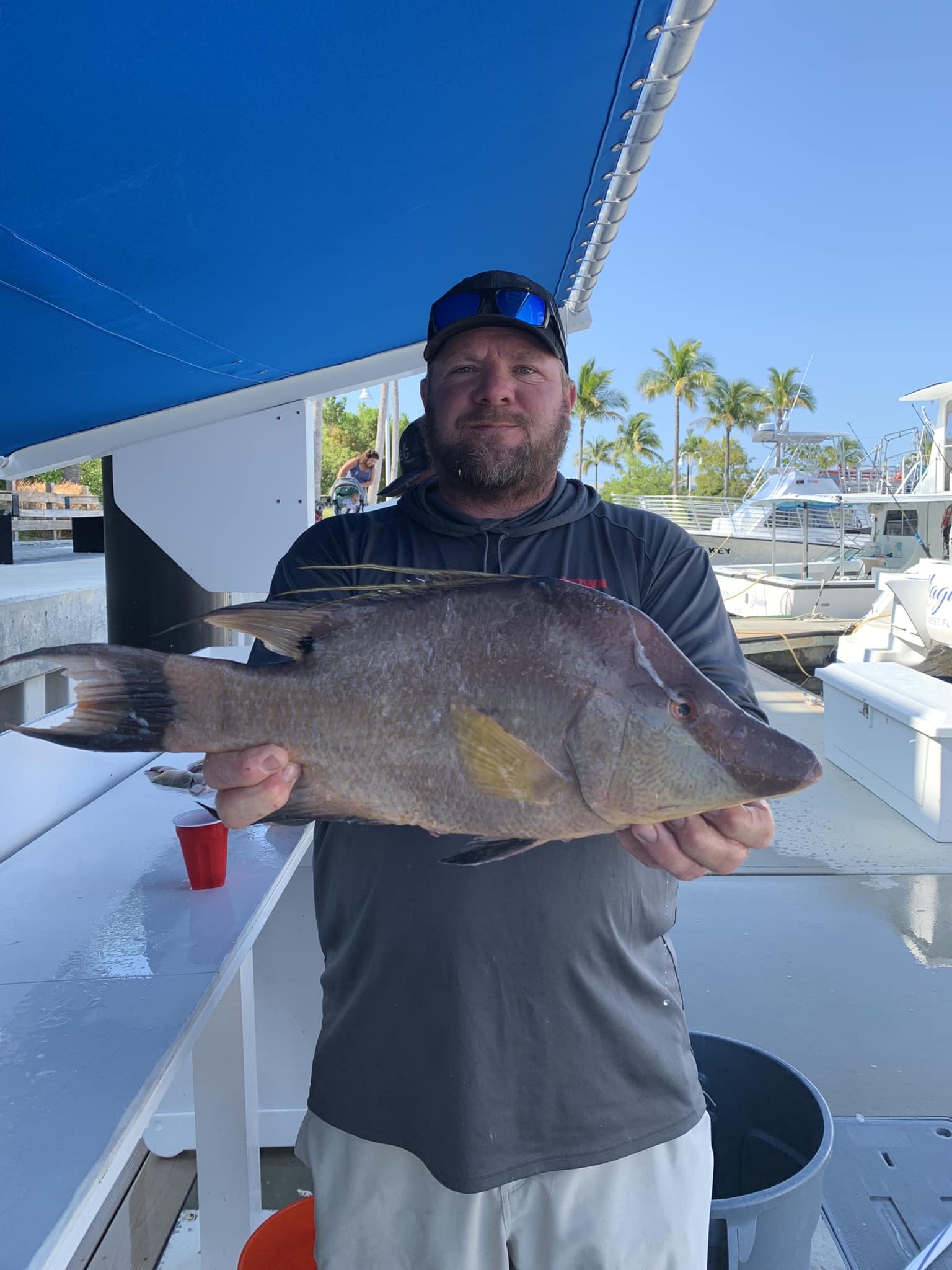 Hogfish caught while fishing in Key Largo