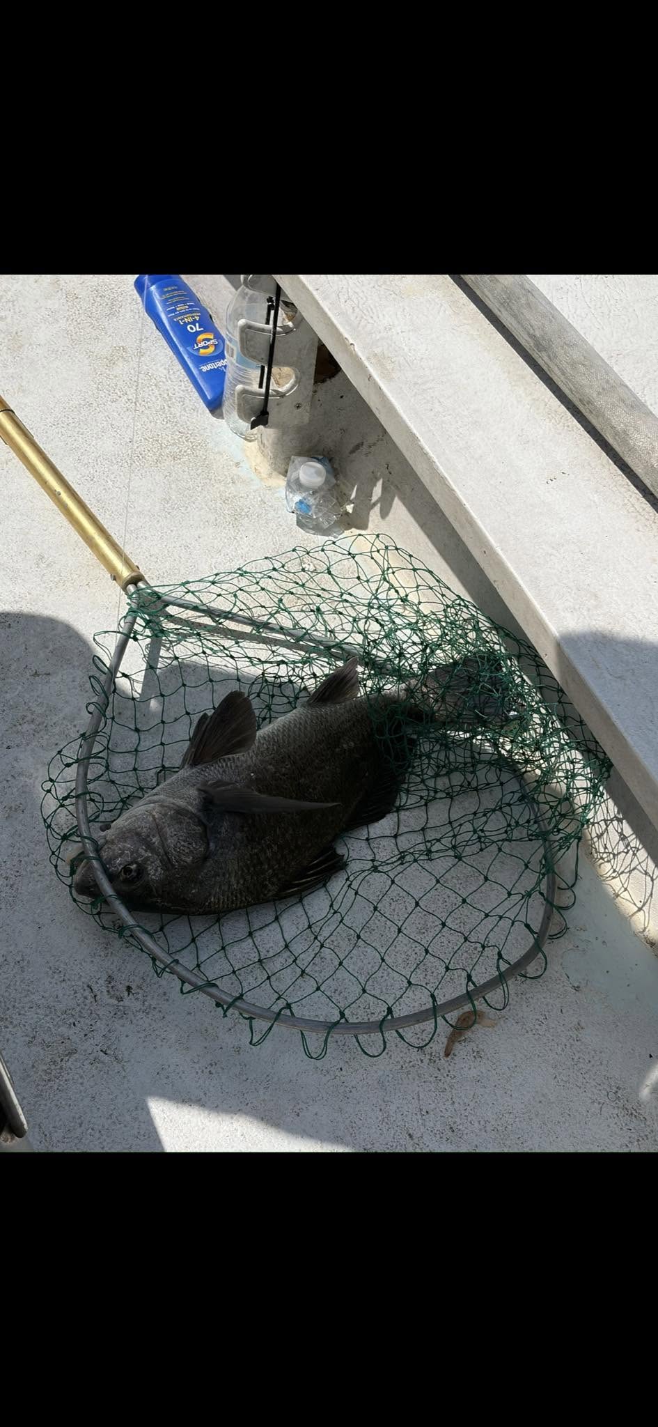Black drum fish caught in fishing net on boat deck in Old Orchard Beach Maine