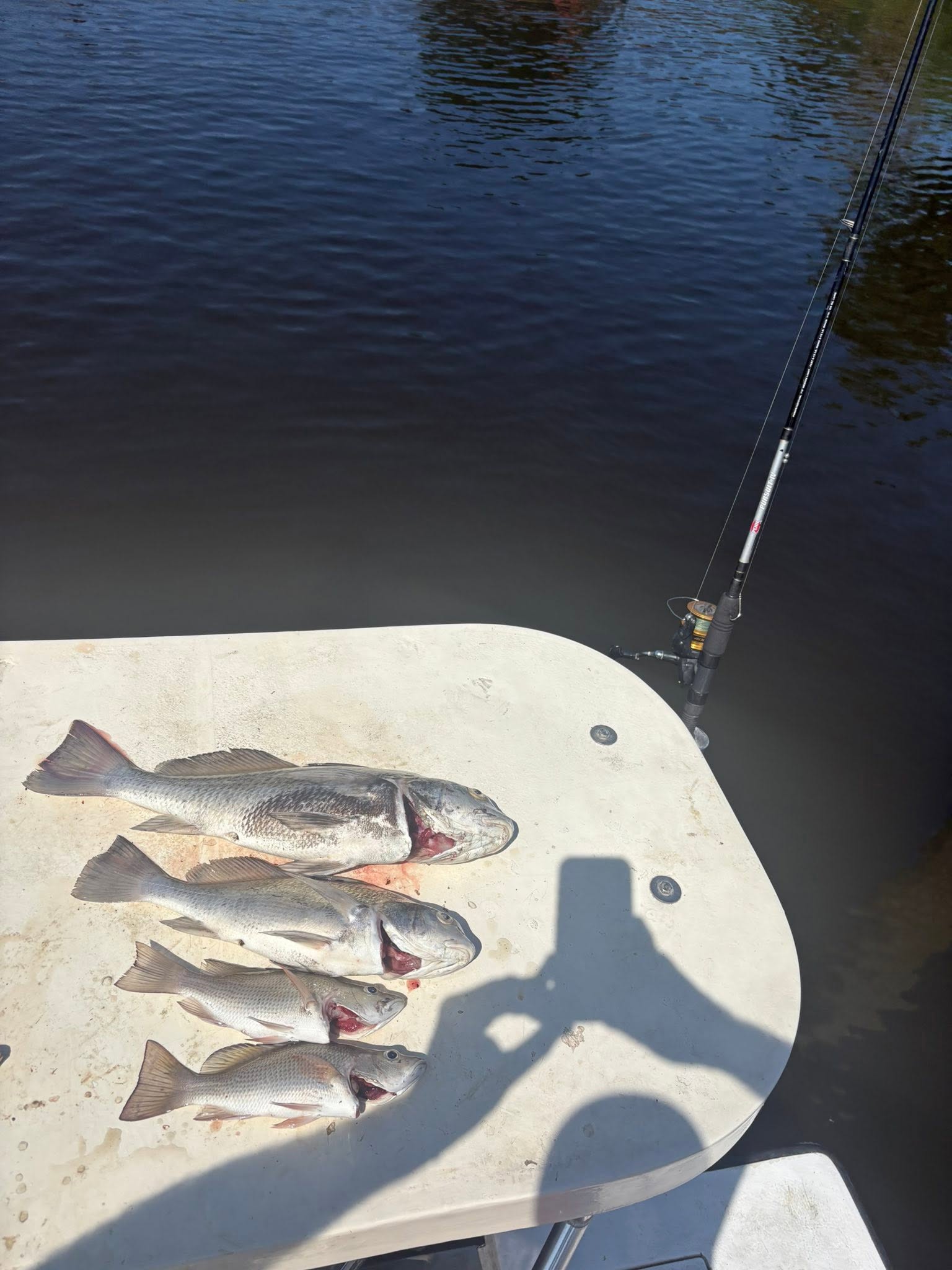 Four black drum fish caught while fishing at Old Orchard Beach ME displayed on boat deck