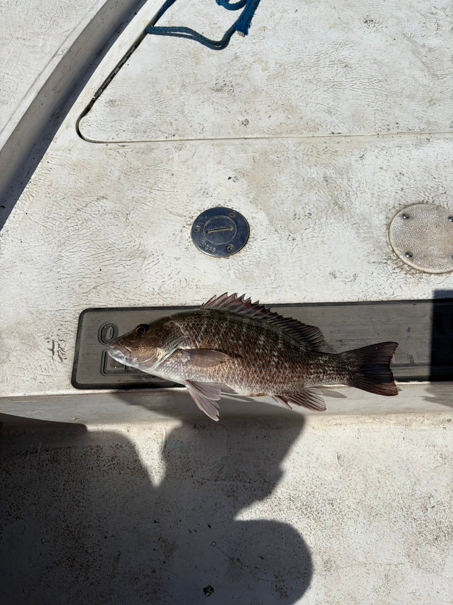 Grey snapper caught fishing at Old Orchard Beach Maine on boat deck