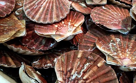Come Get Hooked on Guided Scalloping in Crystal River