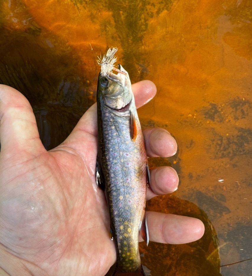 Brook Trout caught in WI