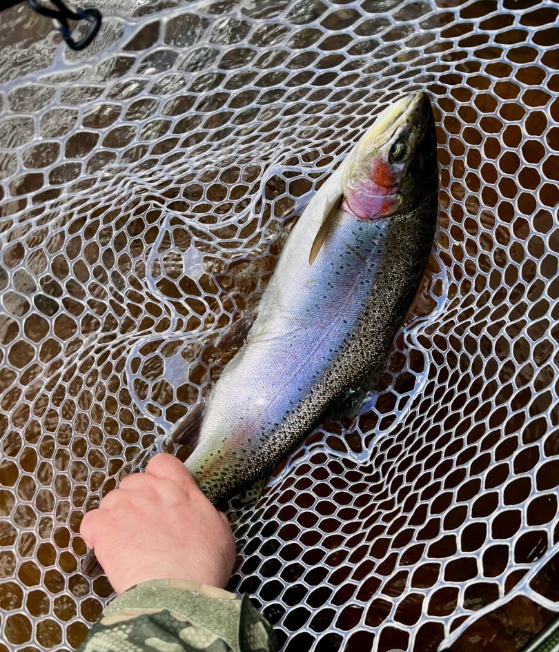 Rainbow trout caught while fishing in WI